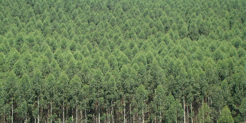 Eucalipto de Reflorestamento