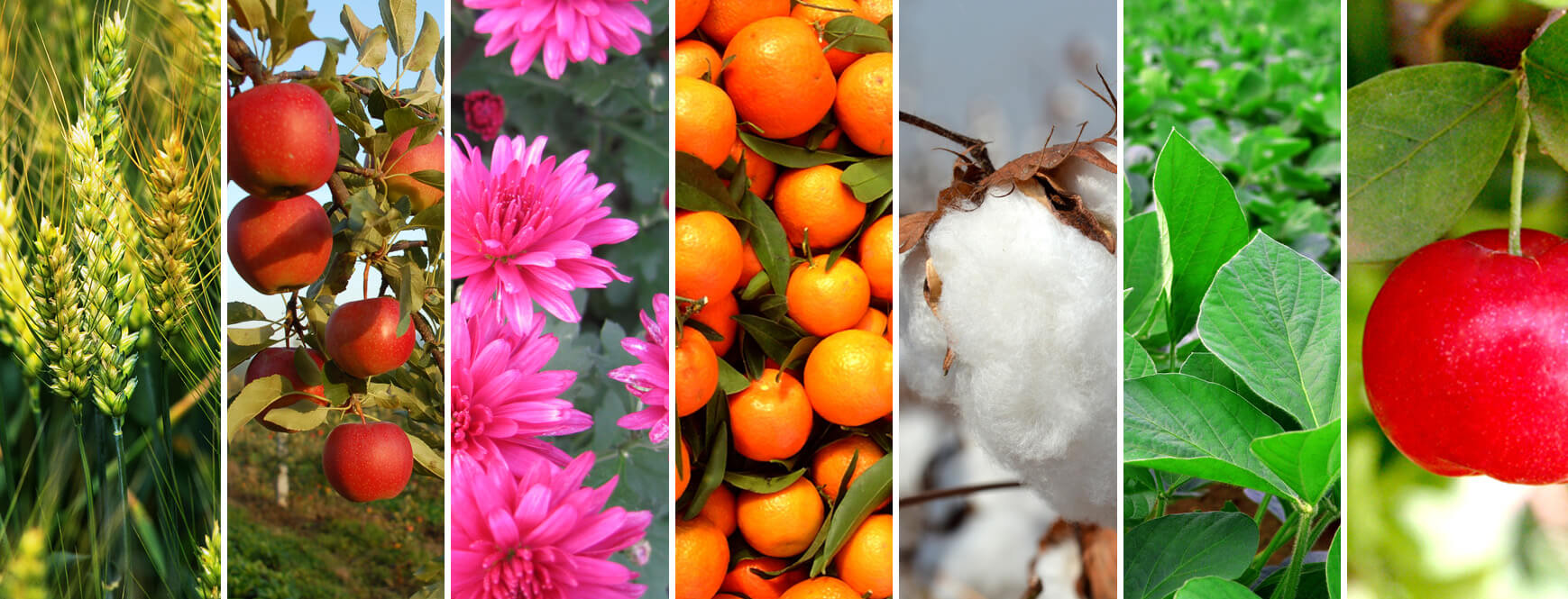 Culturas e Aplicação